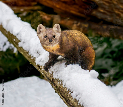 Pine Marten On Alert - A pine marten is on full alert as it balances on a snow covered log. Kroschel Wildlife Center, Haines, Alaska. Captive. 