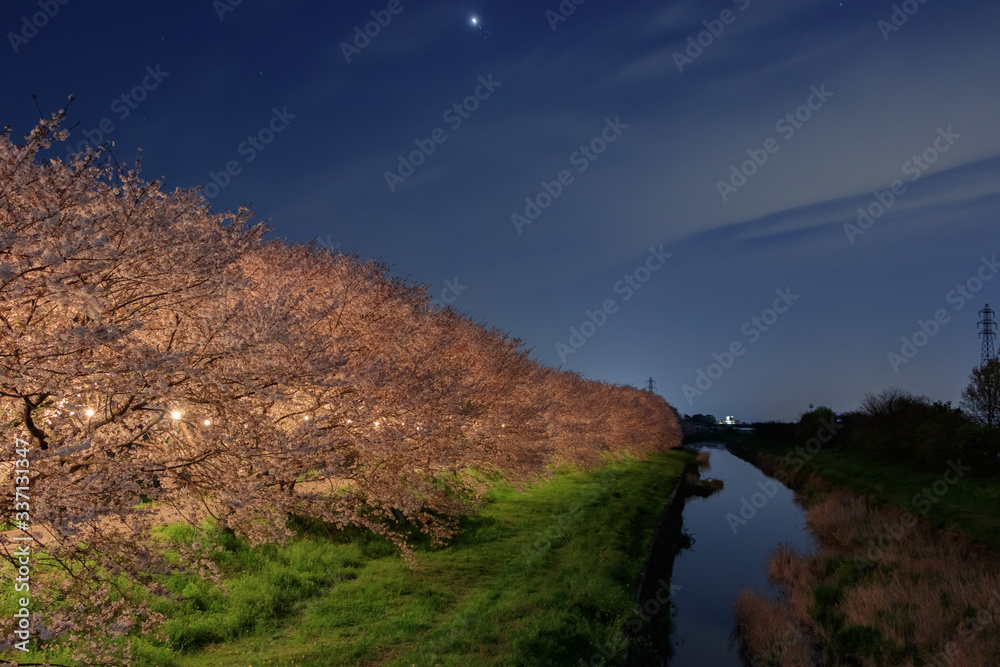 ライトアップされた流川の桜並木  福岡県うきは市　
Nagarekawa Row of cherry trees light up and Fukuoka Ukiha city
