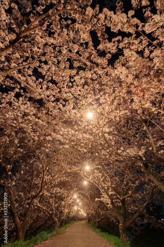 ライトアップされた流川の桜並木 福岡県うきは市 Nagarekawa Row of cherry trees light up and Fukuoka Ukiha city