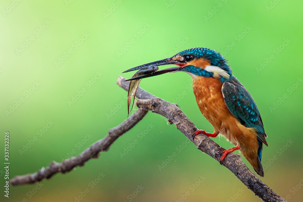 Fototapeta premium Image of common kingfisher (Alcedo atthis) hold the fish in the mouth and perched on a branch on nature background. Bird. Animals.