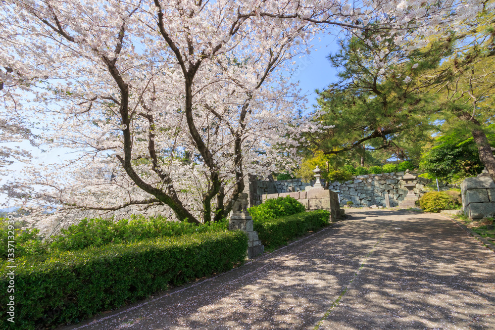 久留米城跡と桜　福岡県久留米市　Kurume Castle ruins and 
Cherry Blossoms Fukuoka Kurume city