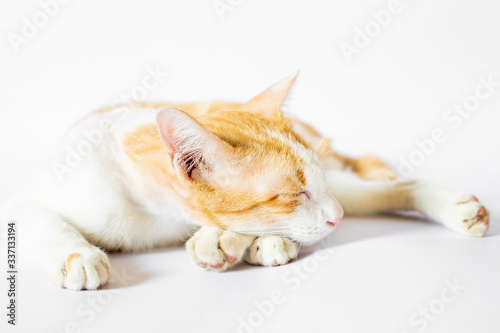 Colored cats and white oranges on a white background