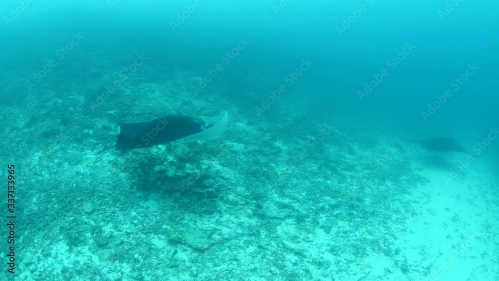 manta ray underwater swim elegant tropical waters sandy bottom manta ray underwater swim elegant tropical waters sandy bottom