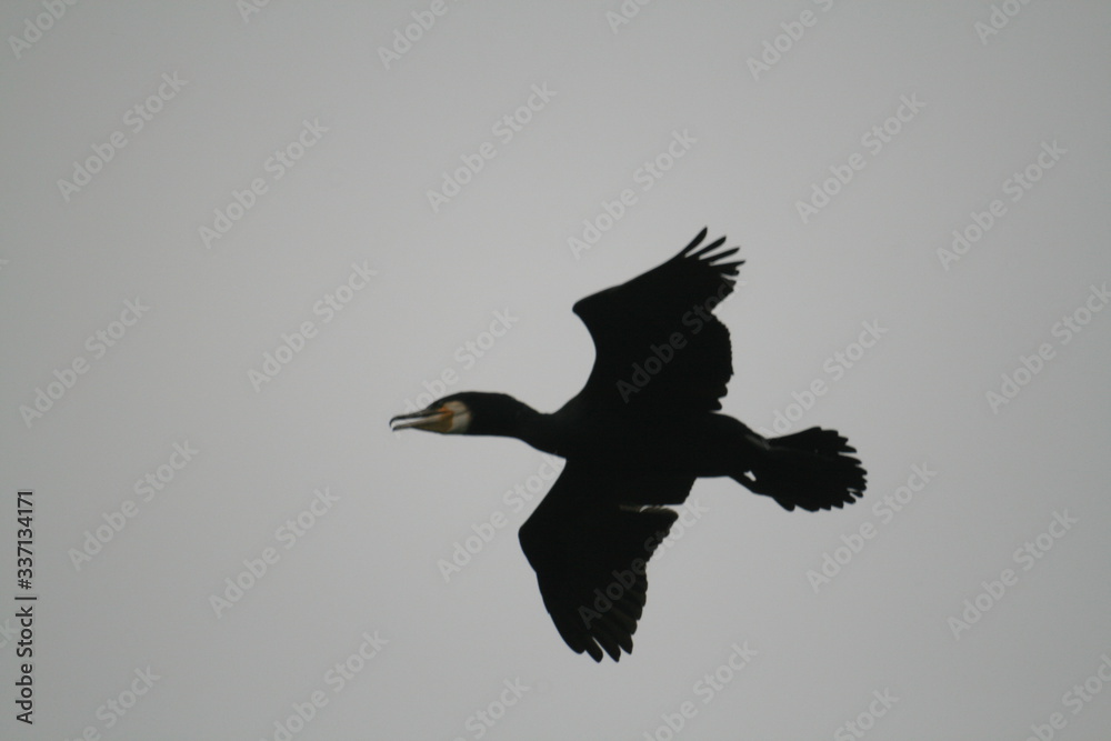 Fototapeta premium Pygmy cormorant (Microcarbo pygmaeus) on colony captured in Belarus