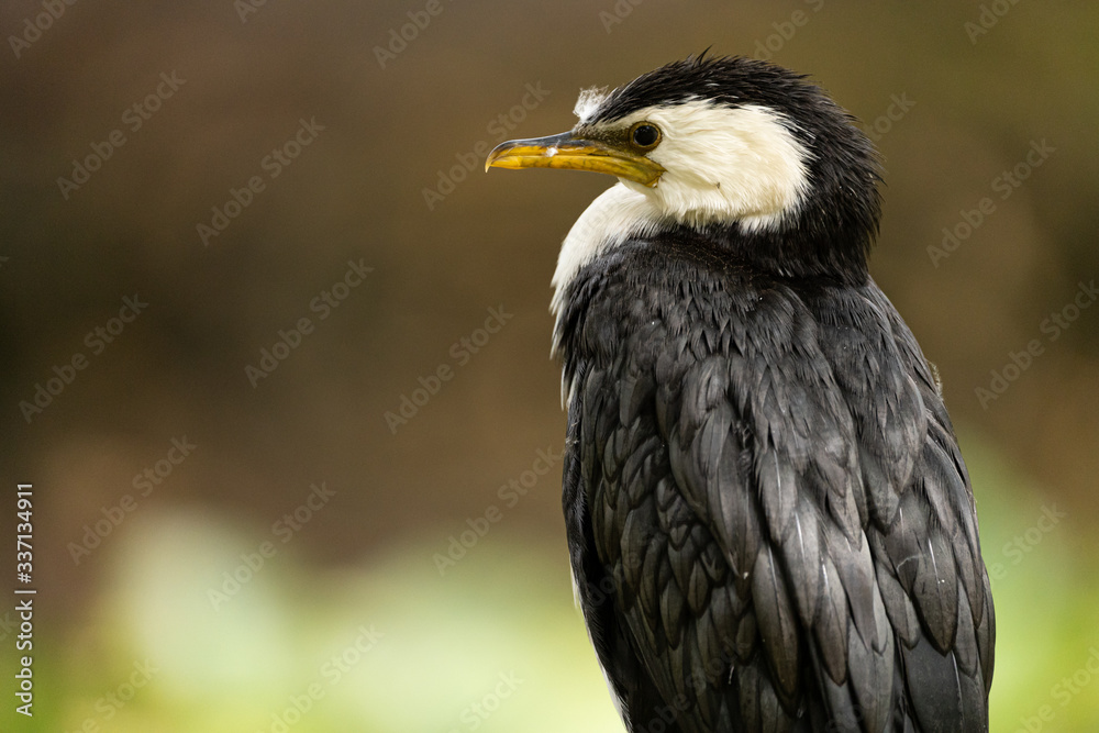 Obraz premium Little shag sitting on a fence