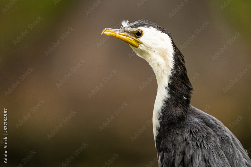 Little shag sitting on a fence Little shag sitting on a fence