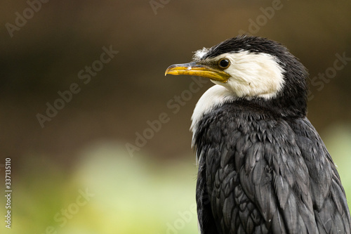 Little shag sitting on a fence