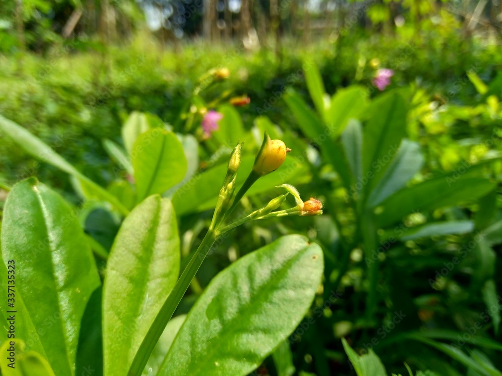Obraz premium Talinum paniculatum (fame flower, Jewels of Opar, pink baby's breath, ginseng jawa) with natural background