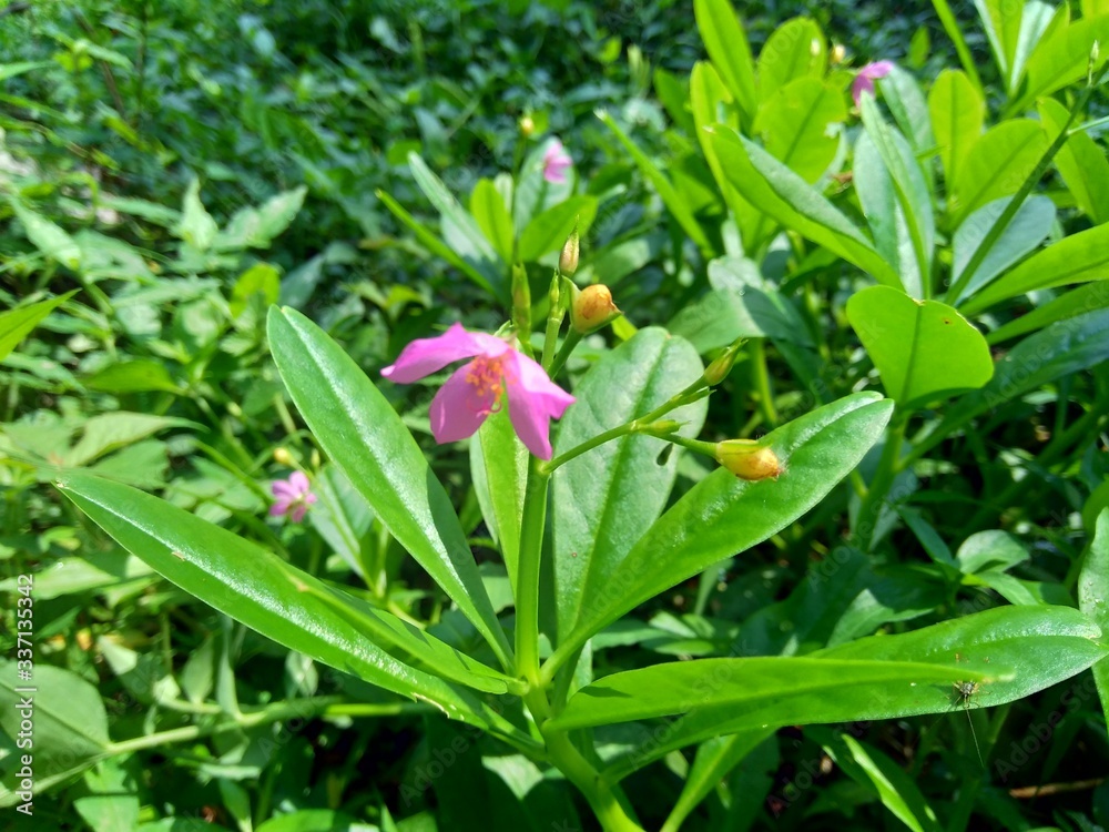Talinum paniculatum (fame flower, Jewels of Opar, pink baby's breath, ginseng jawa) with natural background Talinum paniculatum (fame flower, Jewels of Opar, pink baby's breath, ginseng jawa) with natural background