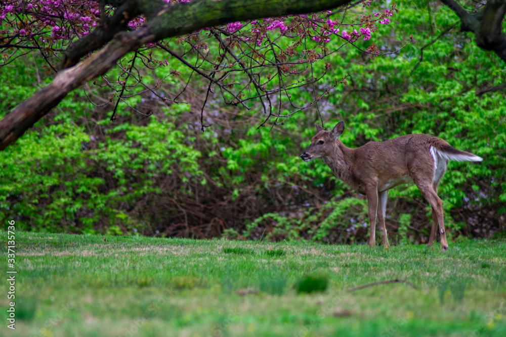 A Deer Next to a Large Cherry Blossom Tree