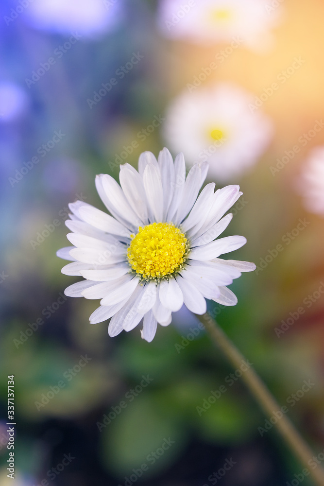 close up of a beautiful daisy on a blurred background of pastel colors close up of a beautiful daisy on a blurred background of pastel colors