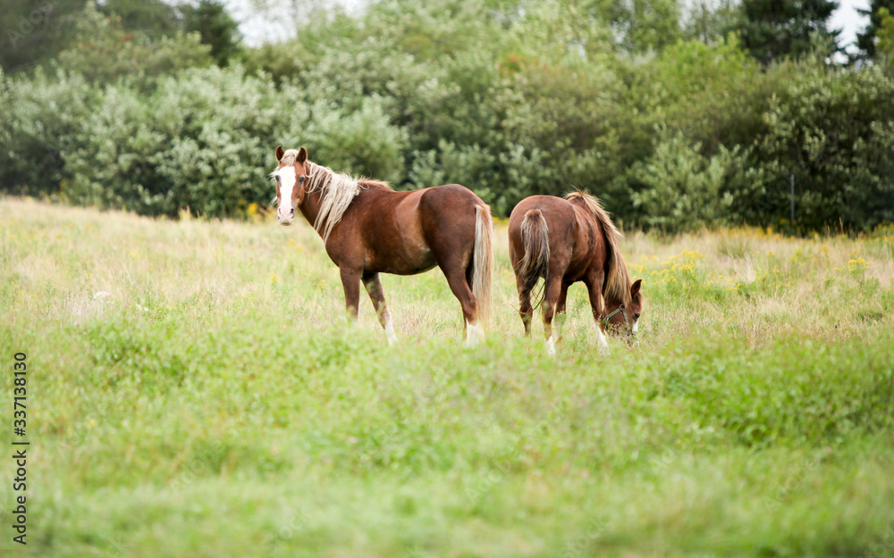 Two brown horses with blonde manes in a field; one eating, one looking at you. Two brown horses with blonde manes in a field; one eating, one looking at you.