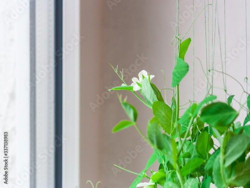 Картината върху платно The stems and flowers of a pea plant close-up