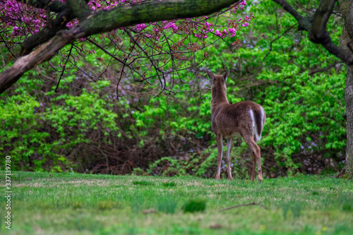 A Deer Next to a Large Cherry Blossom Tree