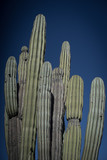 Cactus in Baja California
