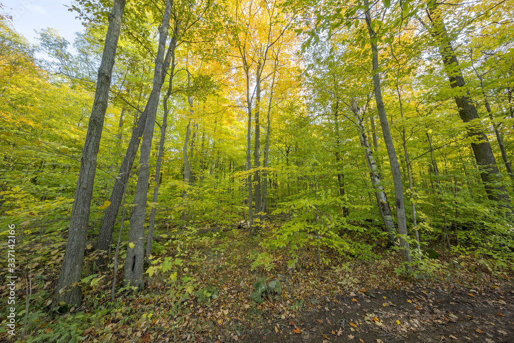 Beautiful autumn view of the woods at Kelso conservation area, Canada Beautiful autumn view of the woods at Kelso conservation area, Canada