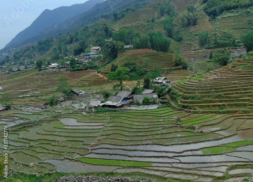 Rice field in Vietnam 