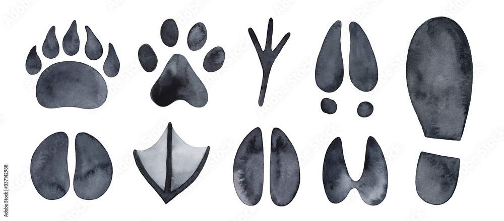 Fototapeta premium Water color illustration collection of black grungy animal and bird trails (bear, wolf, chicken, moose, duck and other). Handdrawn watercolour drawing on white, cutout clip art elements for design.