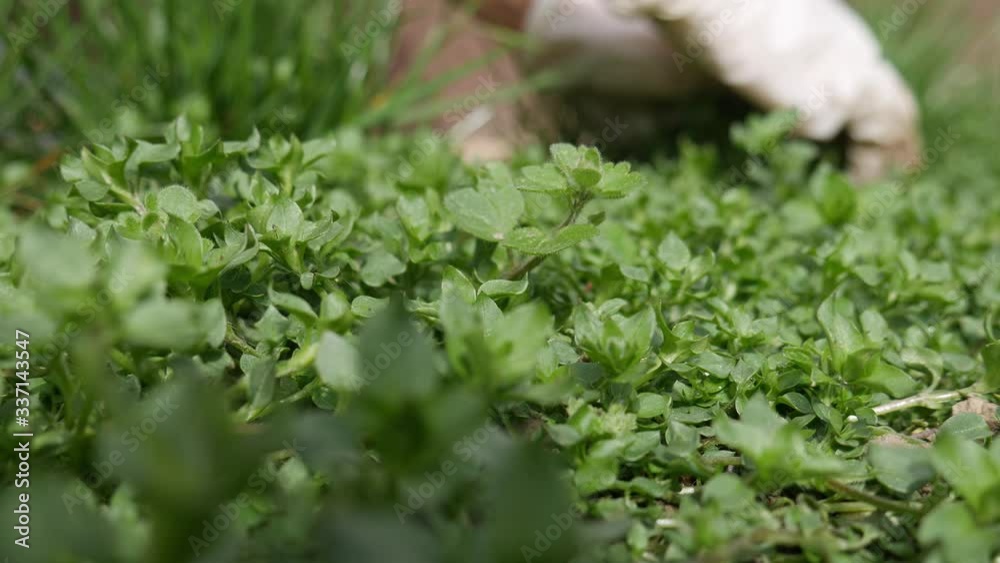 Hands in white gloves pull weeds. Weed control in garden. Hands in white gloves pull weeds. Weed control in garden.