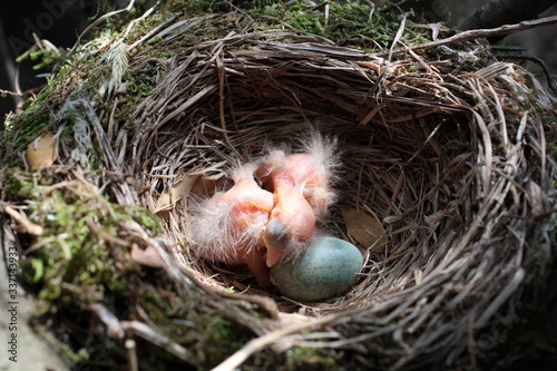 Nido merli, uova merli, uccellini nel nido © Nebula Design