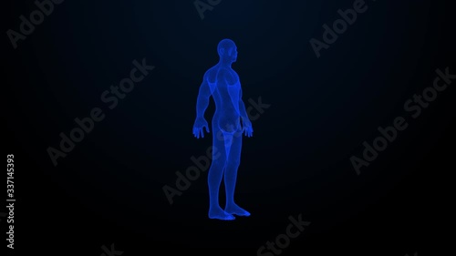 The hologram of rotating human. Blue 3D animation of human with a seamless loop