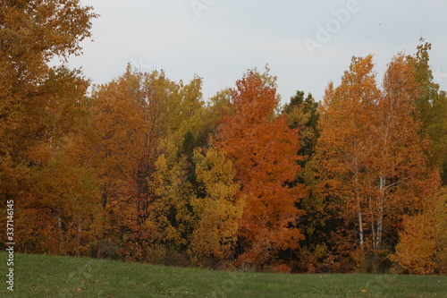 Fall Woods, yellow, green, forest, experiment, horticulture, shrubs, seasonally, wood, timbers