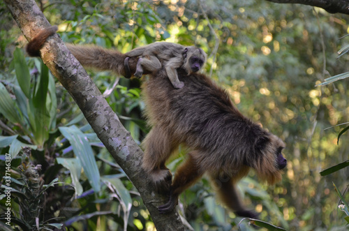 Monos aulladores en familia, Iguazú, Misiones Argentina