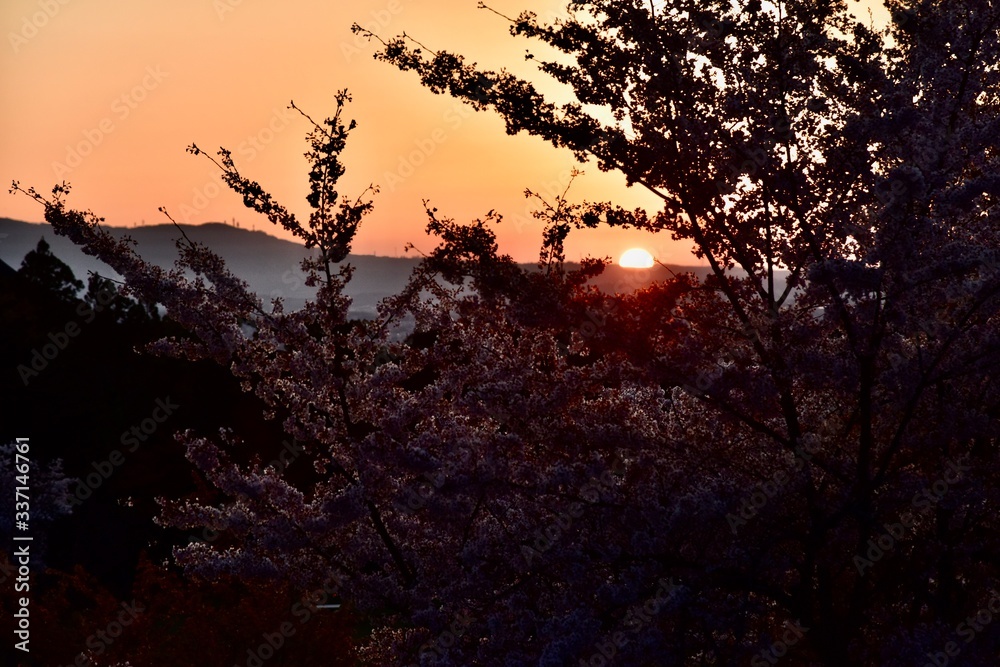 Fototapeta premium 奈良の東大寺の鹿と桜
