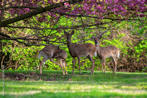 A Group of Three Deer Standing Under a Cherry Blossom Tree