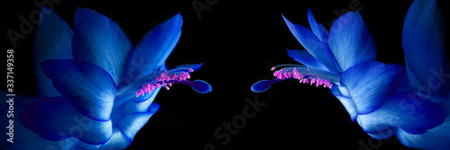 Panoramic view of a cactus flower in blue color on a black background with a pink macro pollen