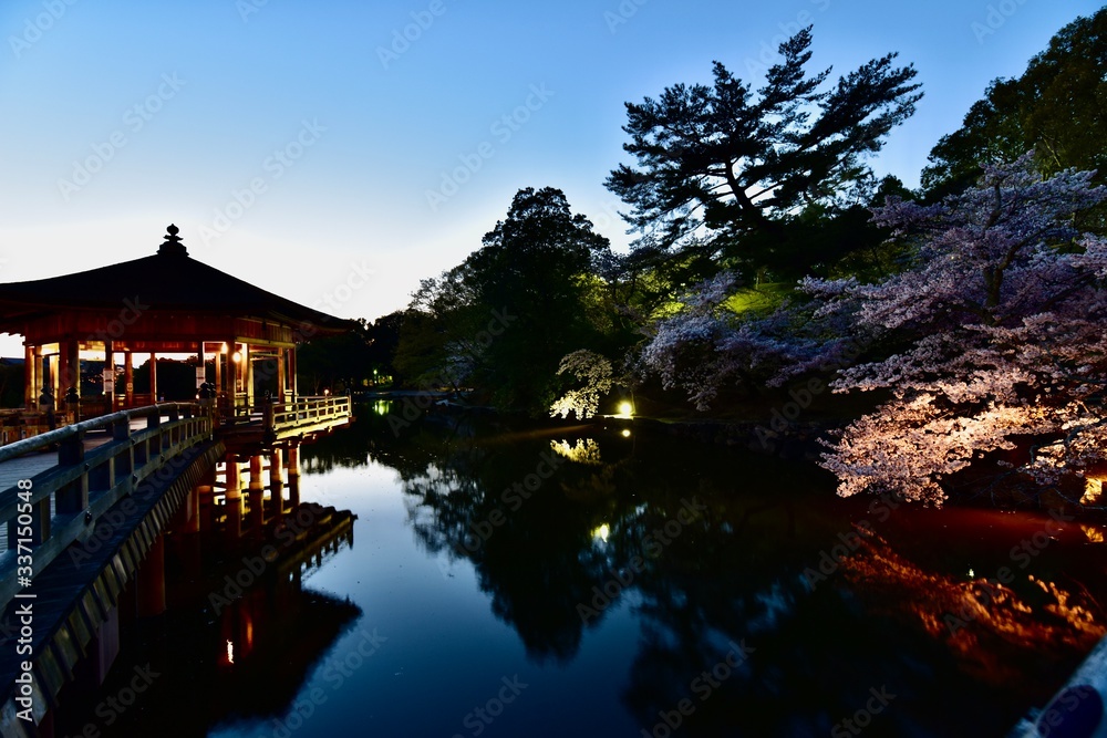 日本の奈良の桜の猿沢池