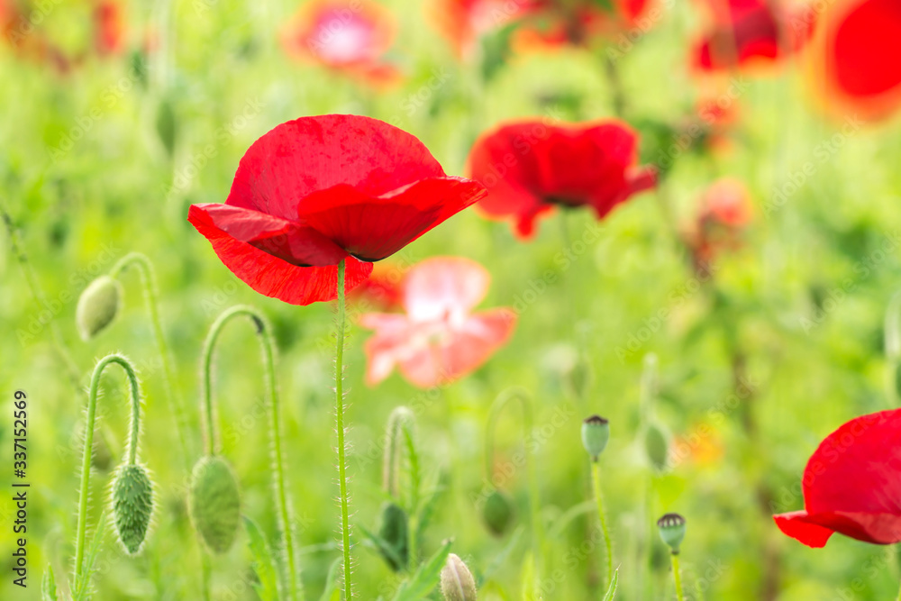 Fototapeta premium Flowering poppies. A field of poppies. Sunlight shines on plants.