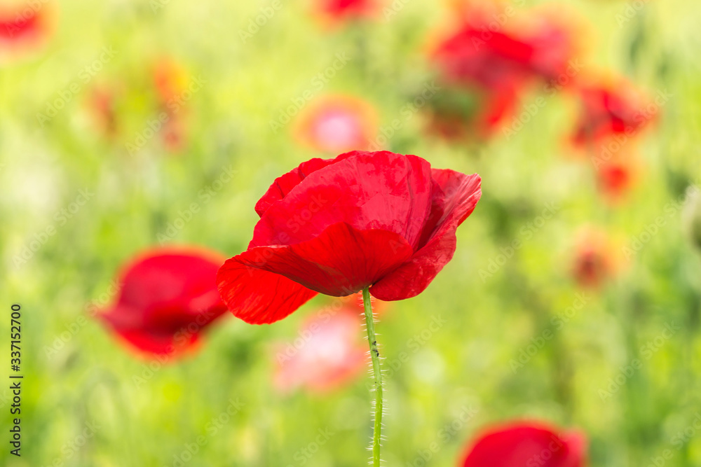 Fototapeta premium Flowering poppies. A field of poppies. Sunlight shines on plants.