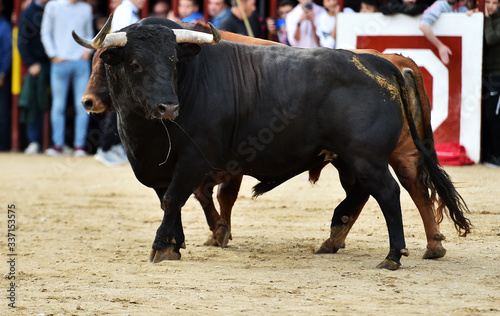 un toro bravo español