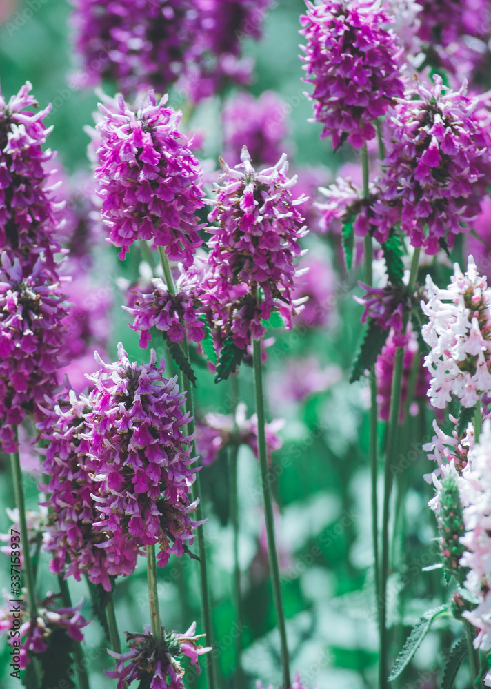Obraz premium purple flowers in a garden