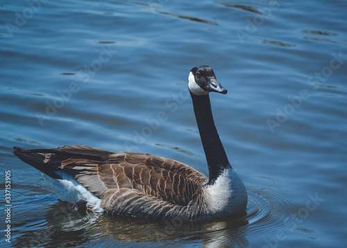 goose swimming in water