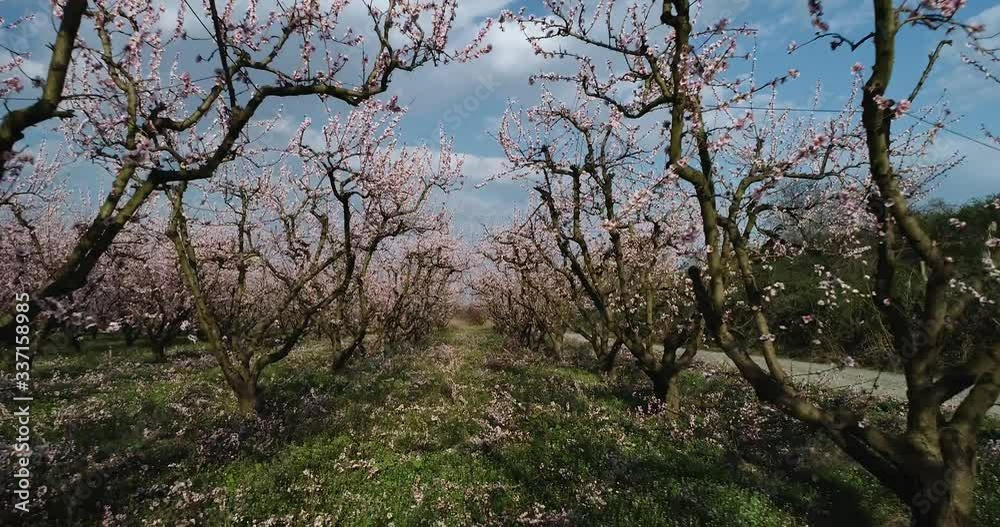 orchard of bloomed peach trees in spring orchard of bloomed peach trees in spring