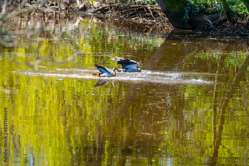 Two Egyptian Geese landing just in a small river Two Egyptian Geese landing just in a small river
