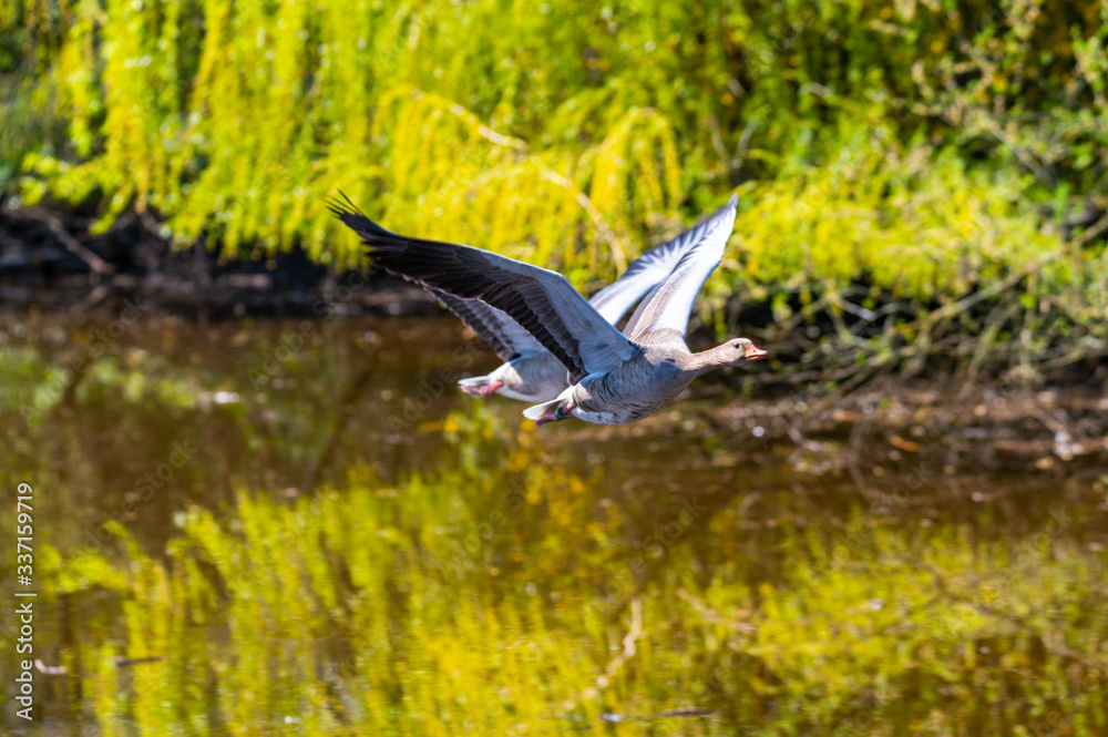 two greylag geese fly over a river in formation flight two greylag geese fly over a river in formation flight