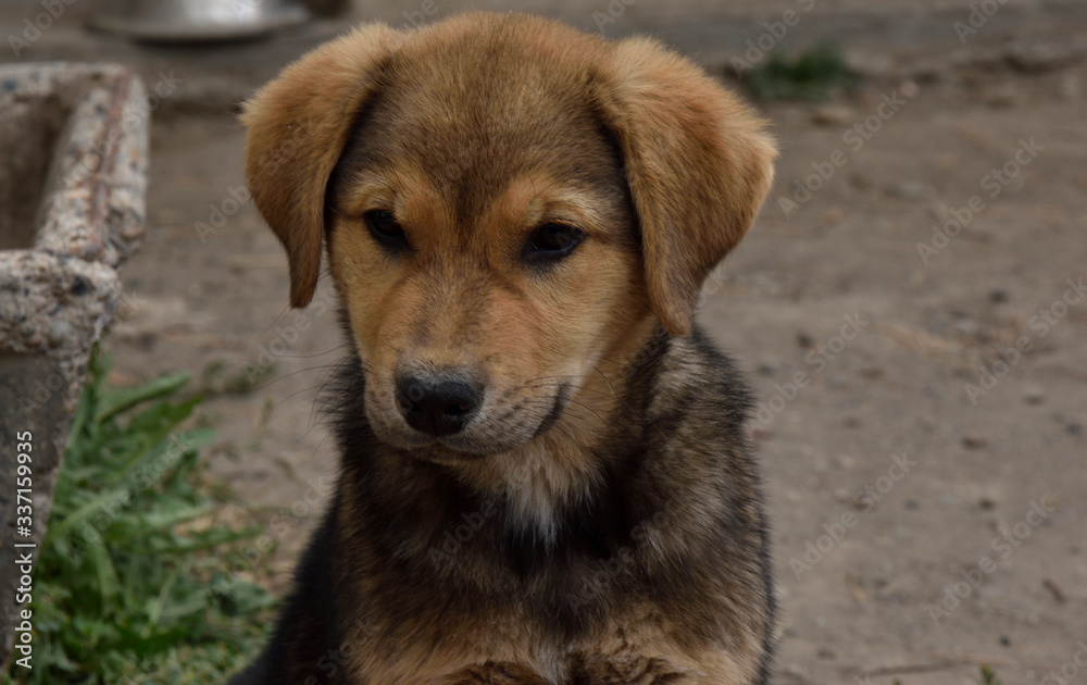 Cachorro mestizo color marron mirando fijo en primer plano