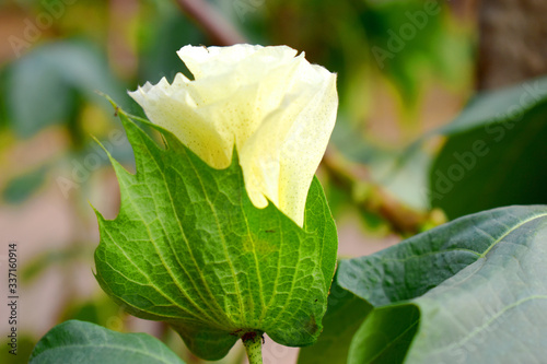 Tree cotton, Gossypium barbadense flower in bloom with nature blurred background