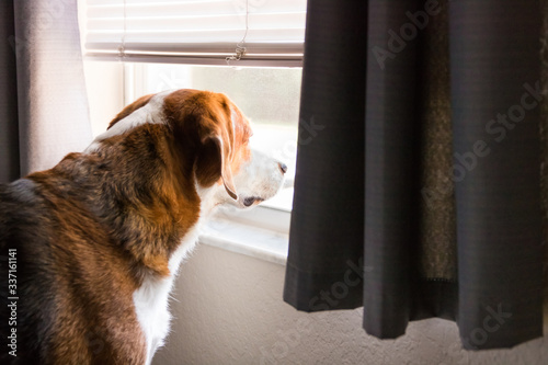 A curious Beagle mix hound looks out the window.  Close up side view.