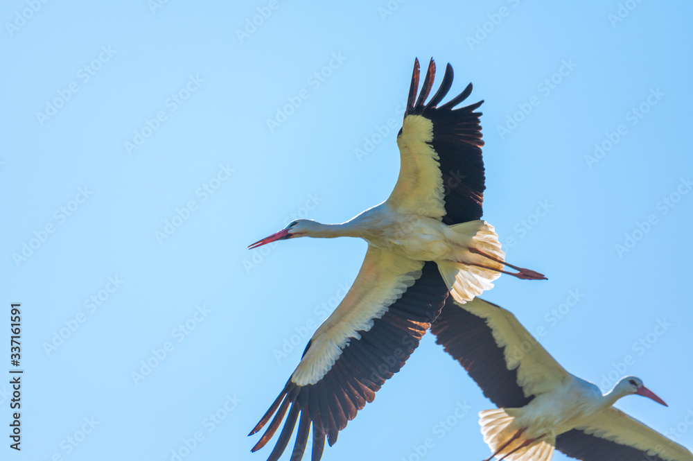 Naklejka premium A stork flies far past the sky with a blue background