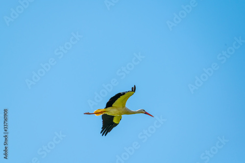 A stork flies far past the sky with a blue background