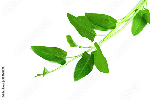 leaf of morning glory isolated on white background ,Green leaves pattern
