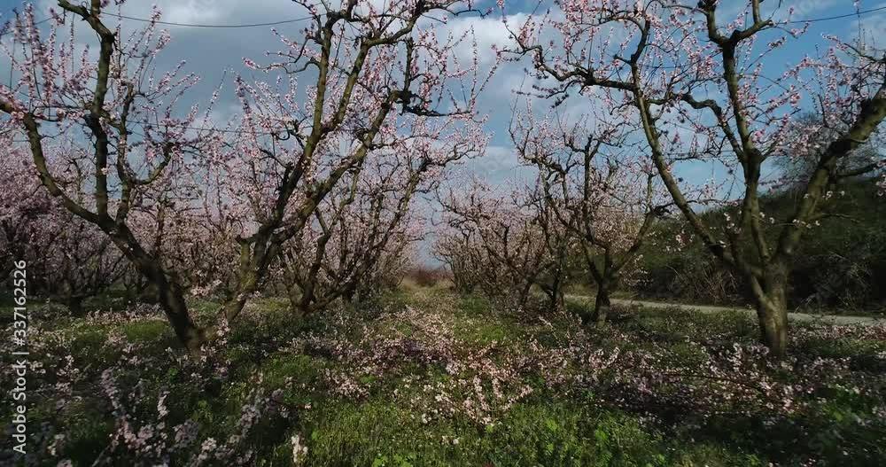 orchard of bloomed peach trees in spring orchard of bloomed peach trees in spring