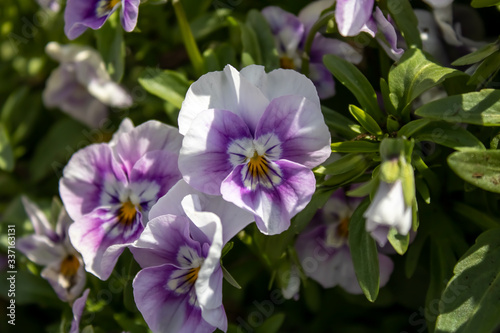 pink and white flowers