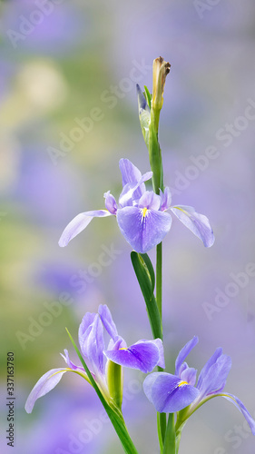 Fototapeta Naklejka Na Ścianę i Meble -  Violet iris flowers (Iris germanica) on blurred green natural garden background