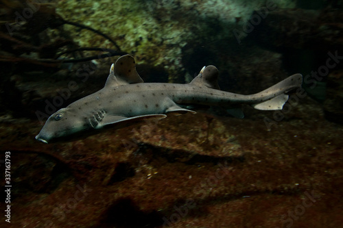 Horn shark (Heterodontus francisci).