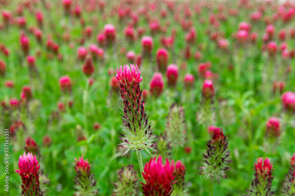 Crimson Clover blooming in field